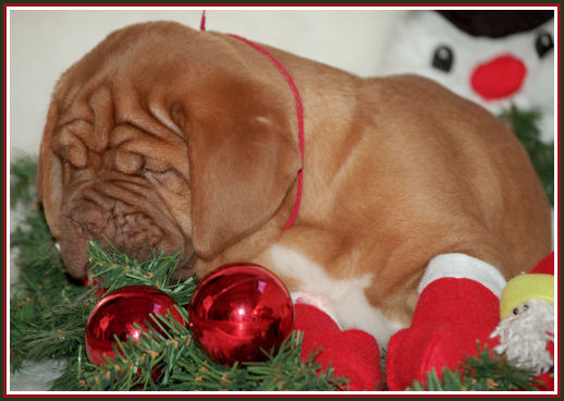 kerst pup15.jpg